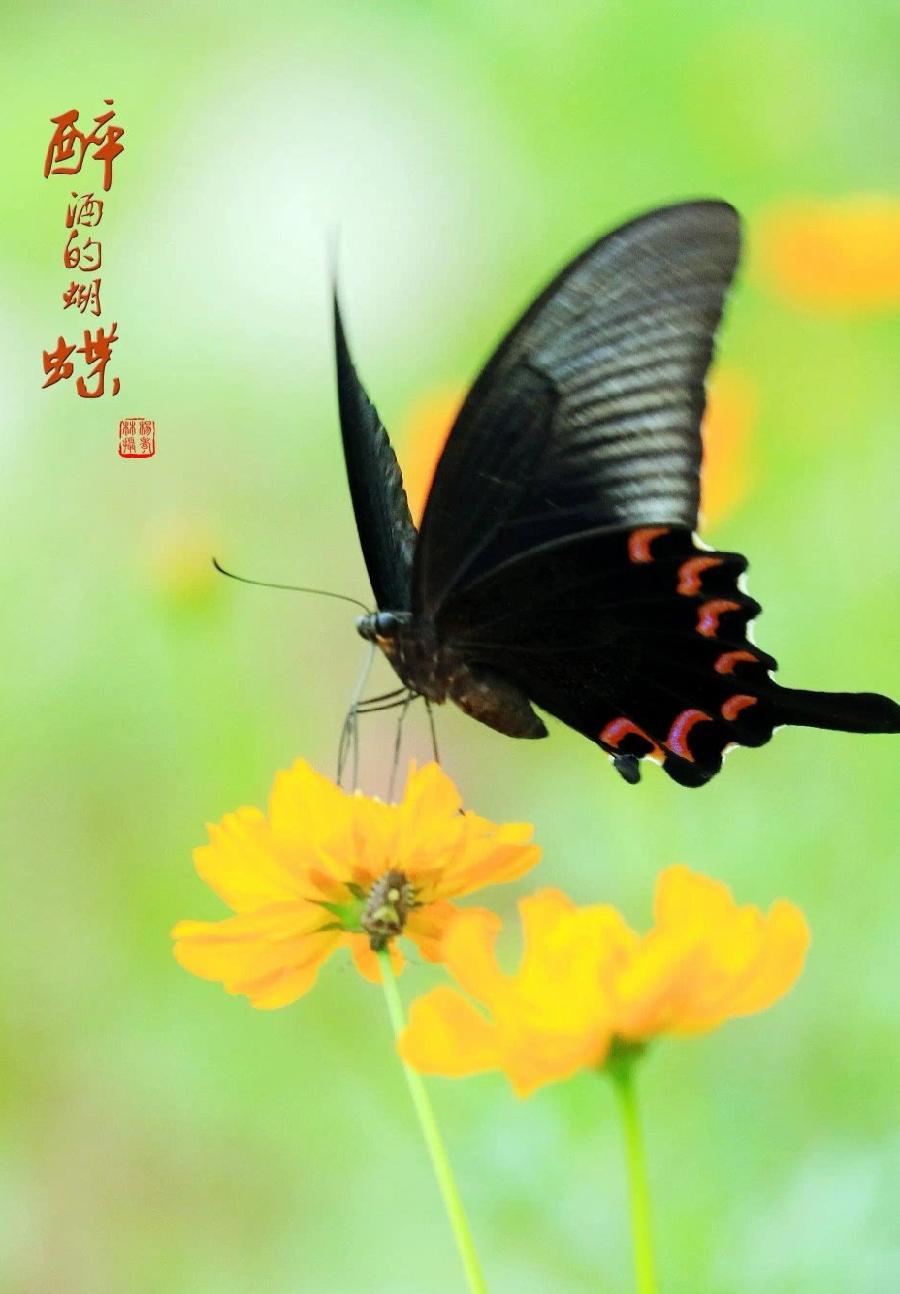 酒为何物（组合）诗||一农（图9）