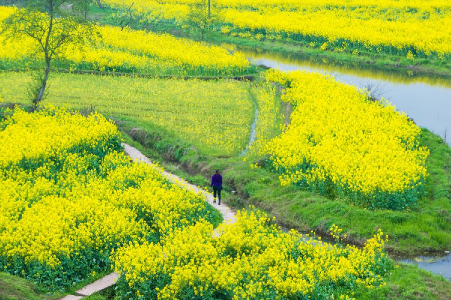 七律·观鱼山油茶花景（文/韩满林）……莲叶之珠文学社（图3）