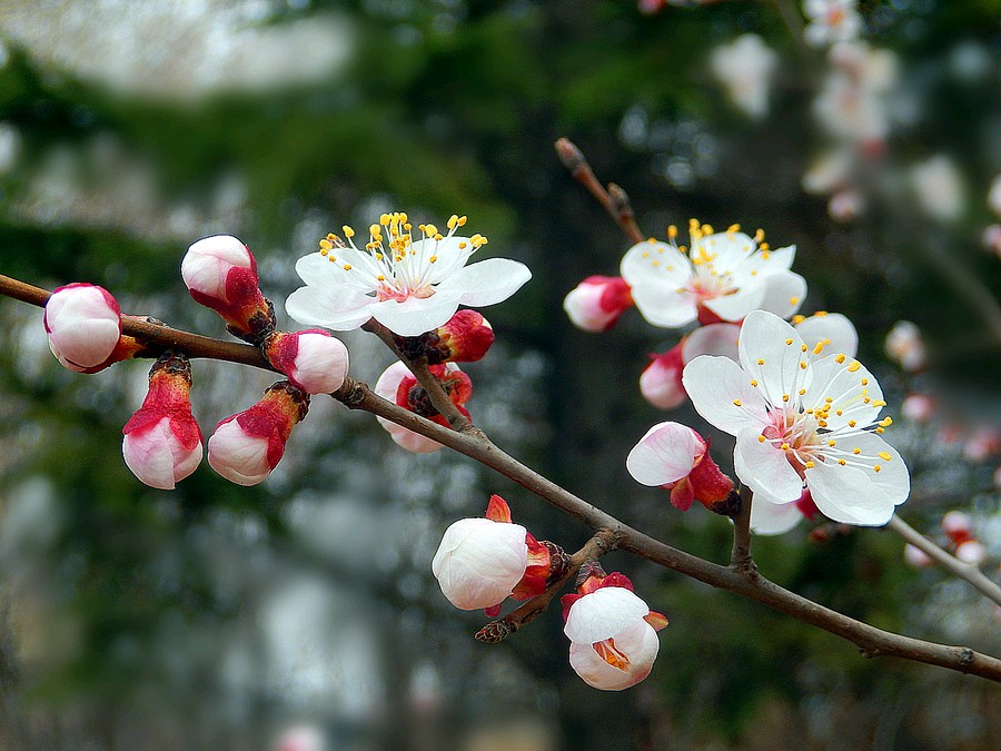 陈正的《虞美人·杏花》