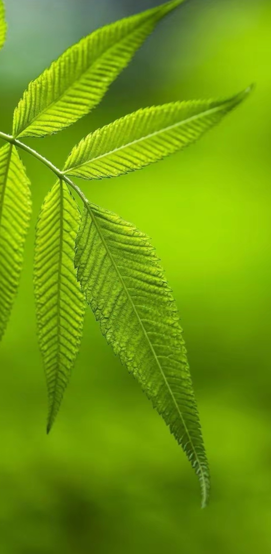 风过是金秋（组合）诗||一农（图16）