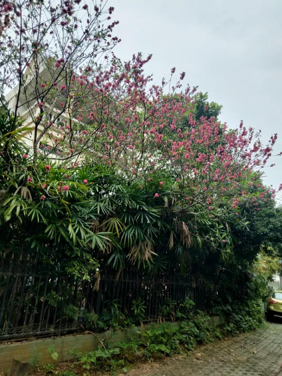 春风吹来万物发（图3）