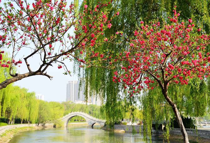 春风吹来万物发（图4）