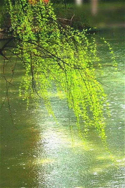 春雷夜雨～诗||朱学钦（图9）