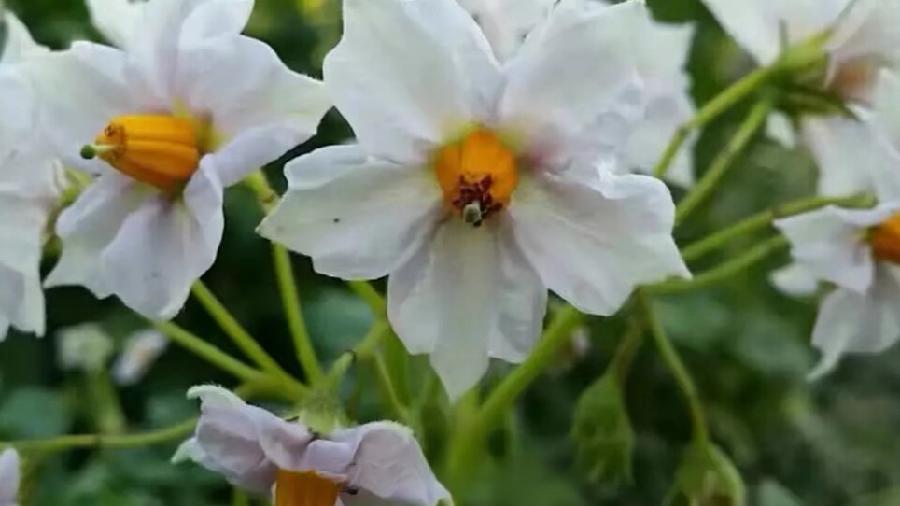 【湖城文艺】马存贤/《开花的洋芋》(散文)(图2)