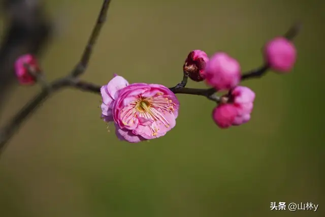鹧鸪天·伊芦山梅园赏梅（和白水老师）作者/陈守邦……莲叶之珠文学社（图3）