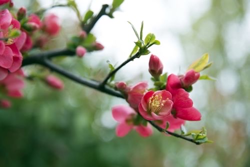 【新诗大观】花开时节||文/花惜柔(图3)