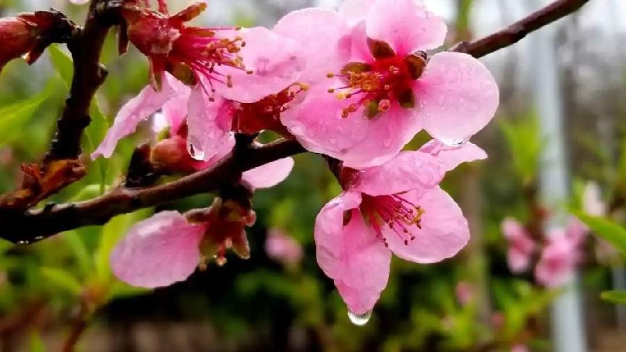 三月烟雨～诗||高玉芳（图10）