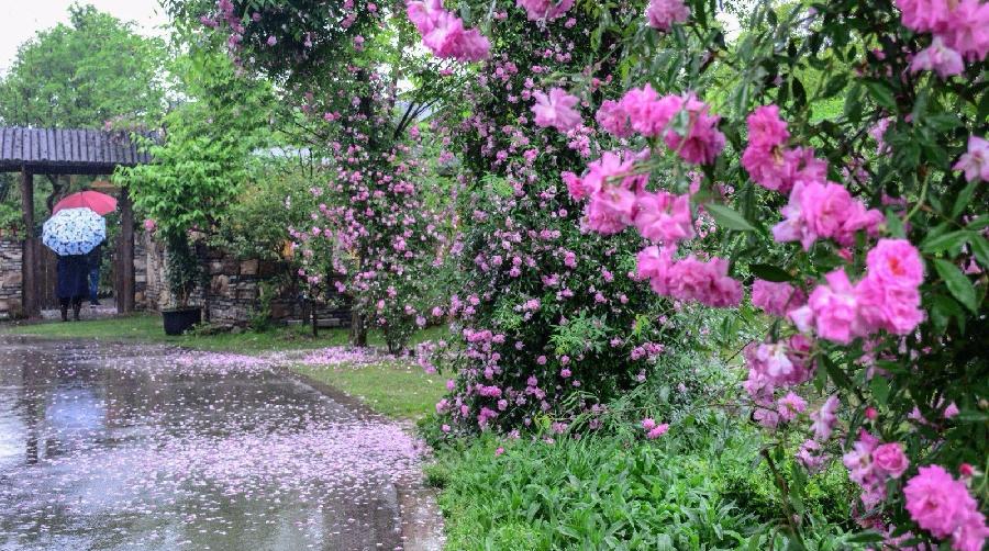 三月烟雨～诗||高玉芳（图11）