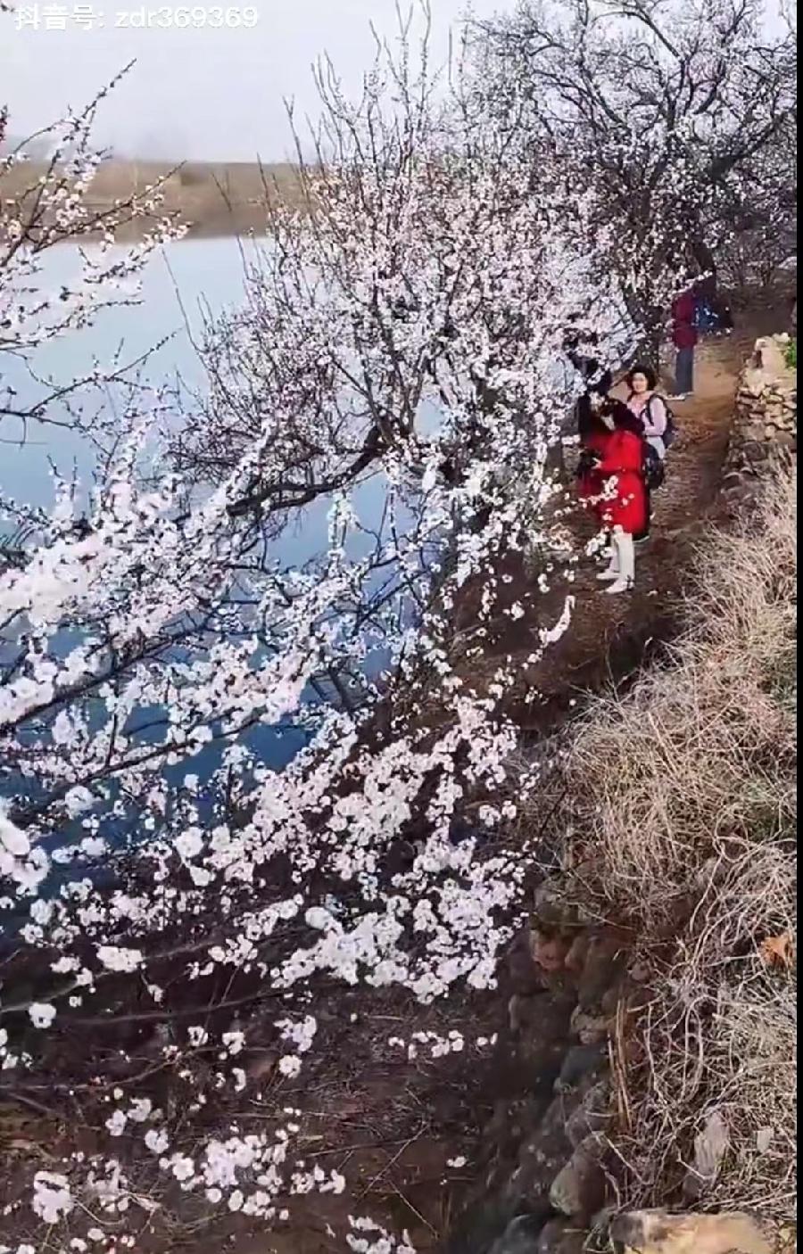 【北京头条】分享（山东诸城）优秀诗人孙健友老师《又值杏花盛开时》请欣赏（图5）