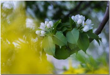 《春绪》作者:王明雪（雪歌）主播:青青草【桃源国际诗歌文化传媒】用声音传递温暖以诵读致敬人生♬（图8）