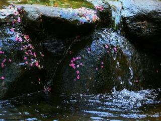 《春绪》作者:王明雪（雪歌）主播:青青草【桃源国际诗歌文化传媒】用声音传递温暖以诵读致敬人生♬（图9）