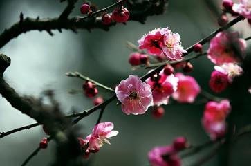 《春绪》作者:王明雪（雪歌）主播:青青草【桃源国际诗歌文化传媒】用声音传递温暖以诵读致敬人生♬（图7）