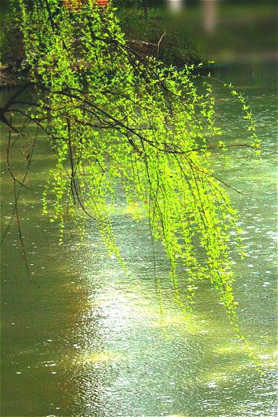 鹧鸪天-春雨（外一首）词||孙丙辉（图13）