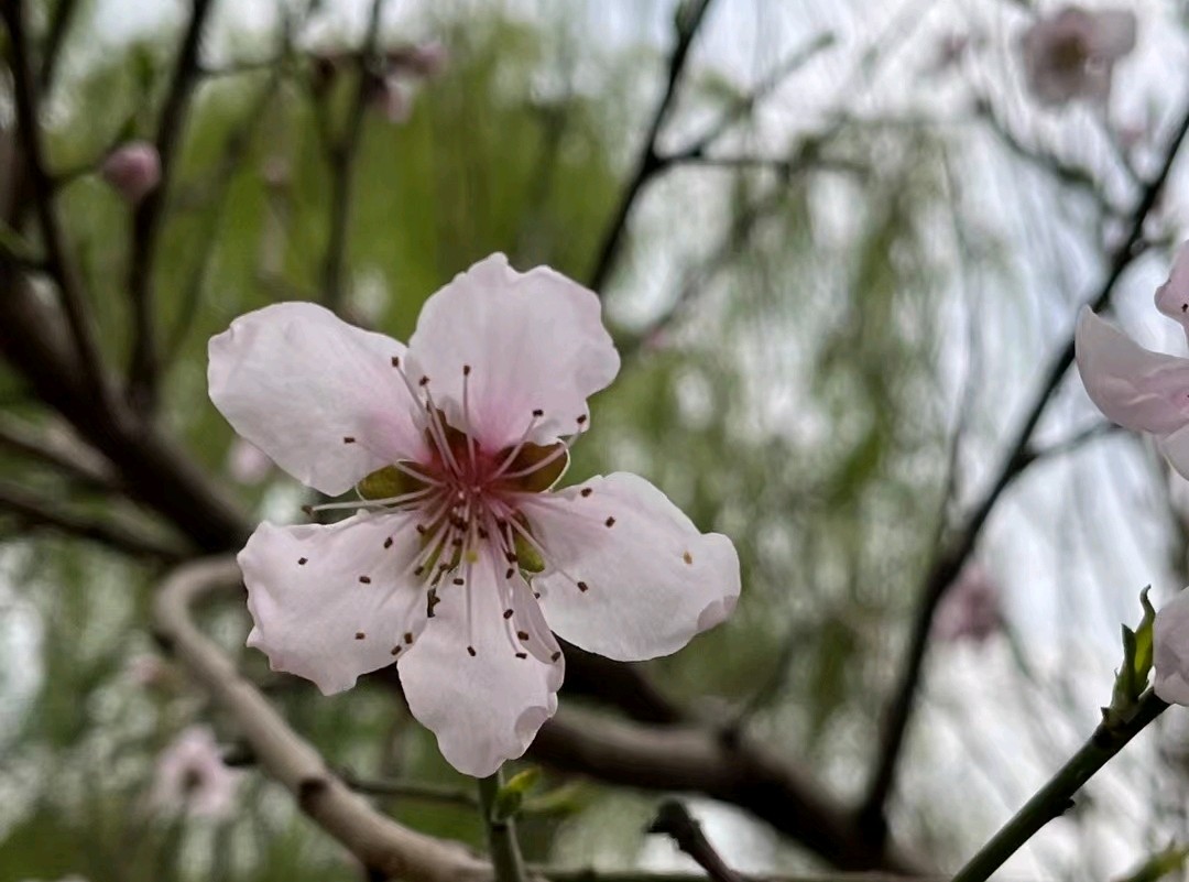春天的洗礼（图2）