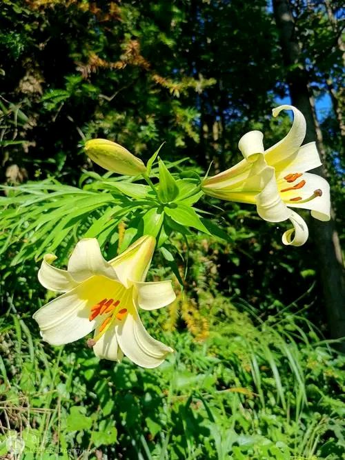 《顶冰花》作者/开心（图2）
