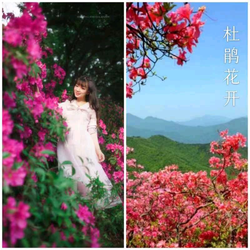 韩庚的《杜鹃花开》