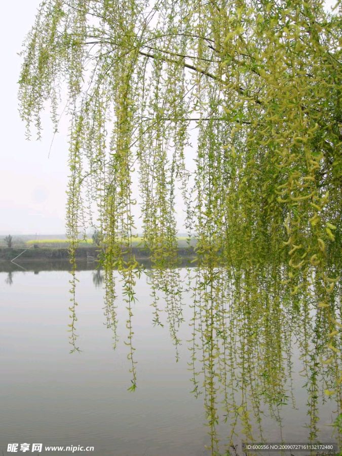 【国学雅韵社】七律·吟春作者/蔡辉英（图3）