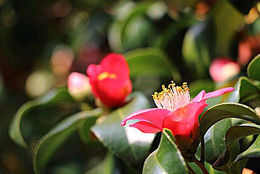 🌳最美生态散文集欣赏🌳《树下无言》厚朴(图13)