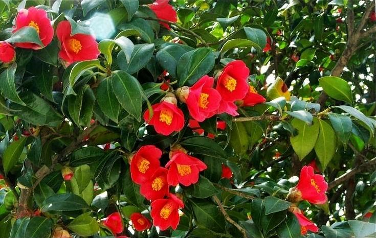 🌳最美生态散文集欣赏🌳《树下无言》厚朴(图14)