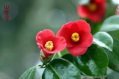 🌳最美生态散文集欣赏🌳《树下无言》厚朴(图11)