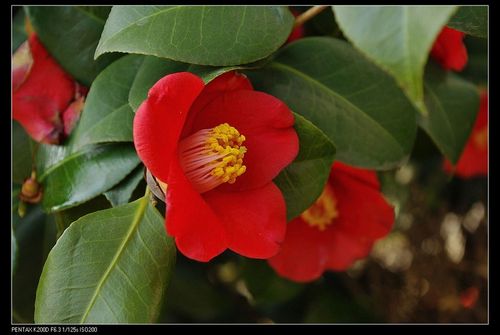 🌳最美生态散文集欣赏🌳《树下无言》厚朴(图10)