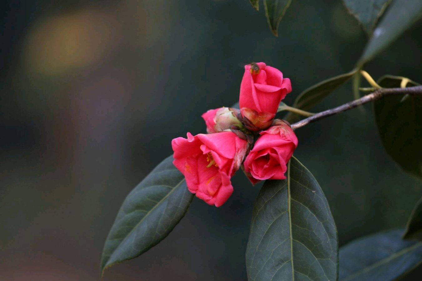🌳最美生态散文集欣赏🌳《树下无言》厚朴