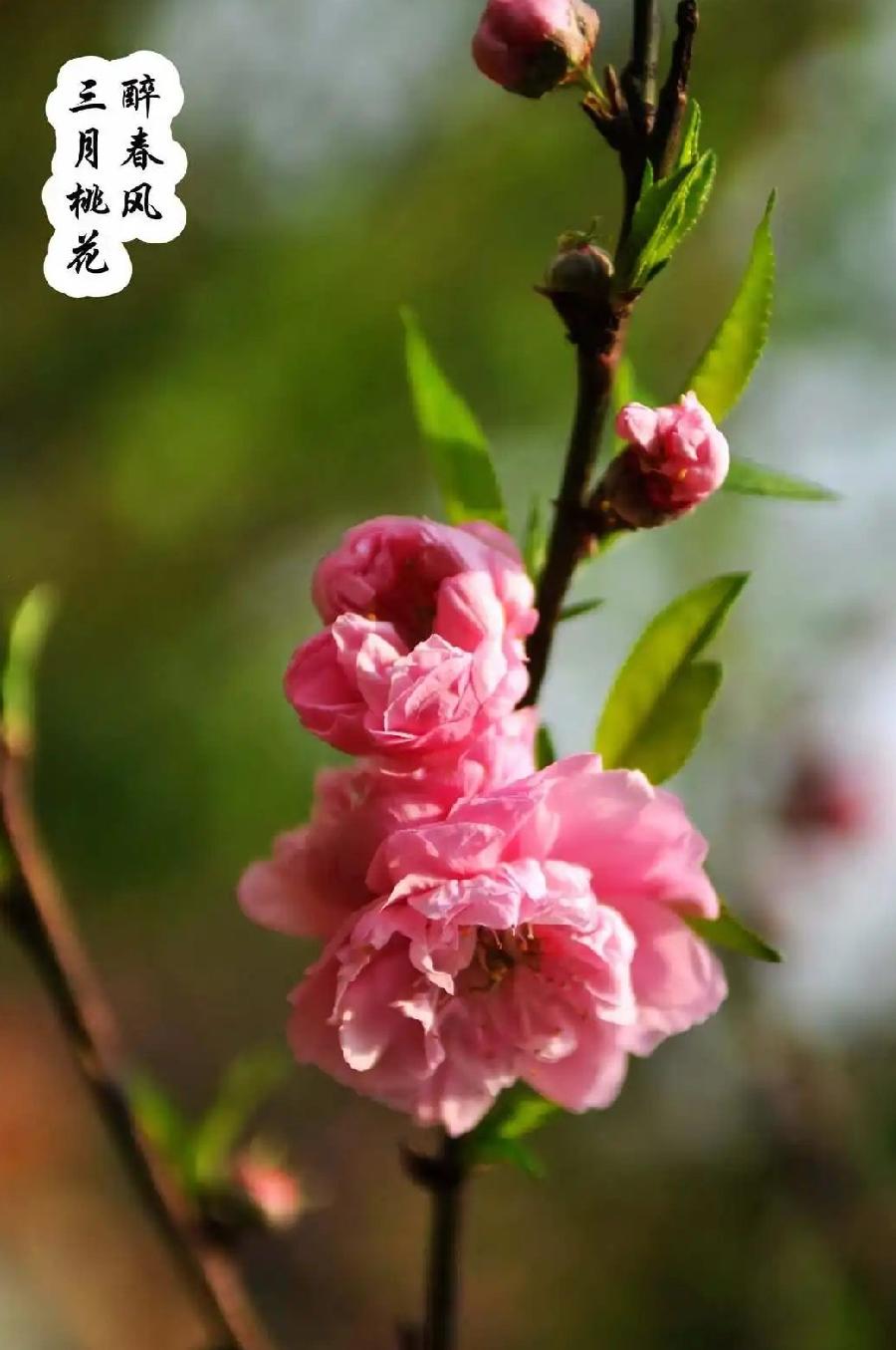 七绝-春柳（组合）诗||旗袍（图20）