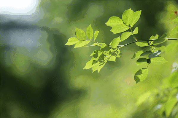 【中国长江文学社】《春光里的小山村》作者 战文山//主播 祥云//编辑 岁月静好 第8188期（图3）
