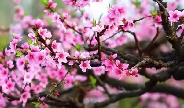 感怀文七篇（作者：李景林/薛淑花/王迎大/张淑秀/孙述考）……莲叶之珠文学社
