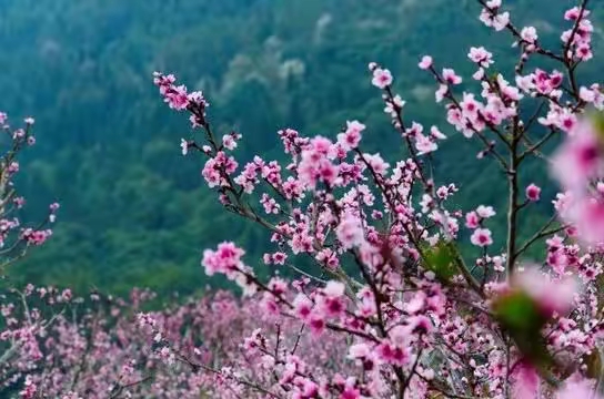 感怀文七篇（作者：李景林/薛淑花/王迎大/张淑秀/孙述考）……莲叶之珠文学社（图3）