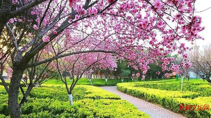 【荣耀中国】七律 杏花吟作者/韩俊清(内蒙古武川县)（图4）