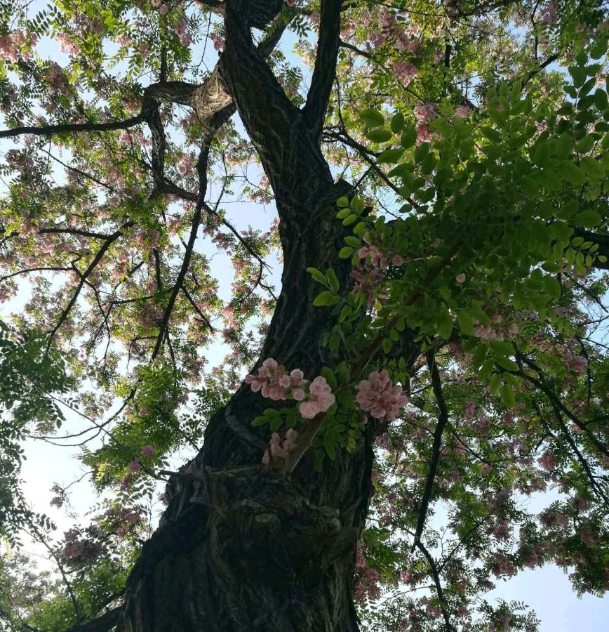 【明心文学】槐花香 作者/申力 主播/花之语(图3)