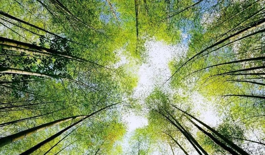 写给春天～诗||杨景儒（图17）