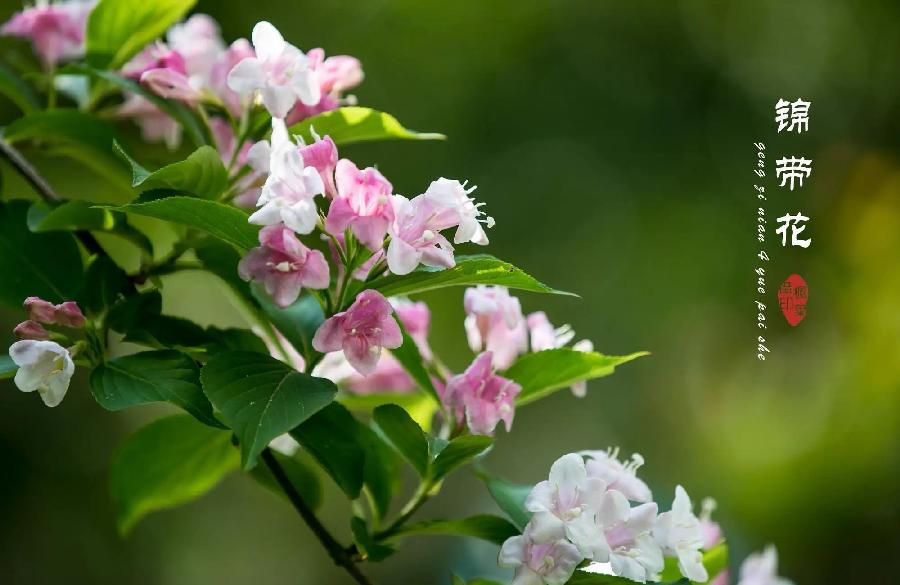 七律-油菜花（外一首）诗||旗袍（图16）