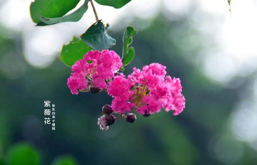 七律-油菜花（外一首）诗||旗袍（图17）