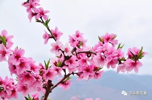 【名家风采】咏桃花//文/米义勇(四川成都)//《思归客文苑》征稿//都市头条(图5)
