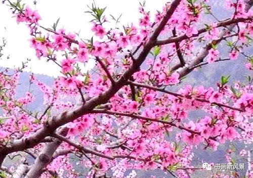 【名家风采】咏桃花//文/米义勇(四川成都)//《思归客文苑》征稿//都市头条(图6)