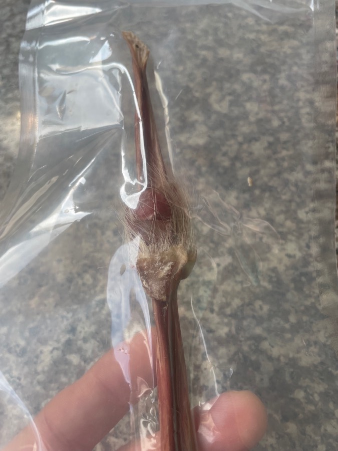 鹿鞭特价促销 京津沪头条（图11）