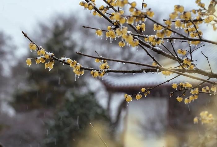 【新诗大观】春雨||文/宋茂林（河北）