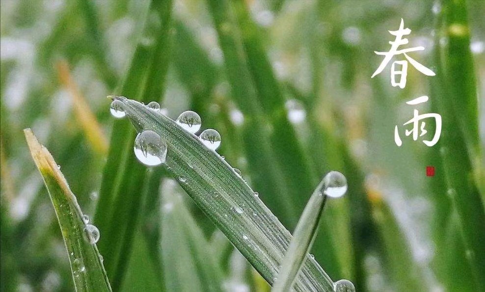 【新山东文学社】《春雨》作者/孤独与快乐 主播/星空（图3）