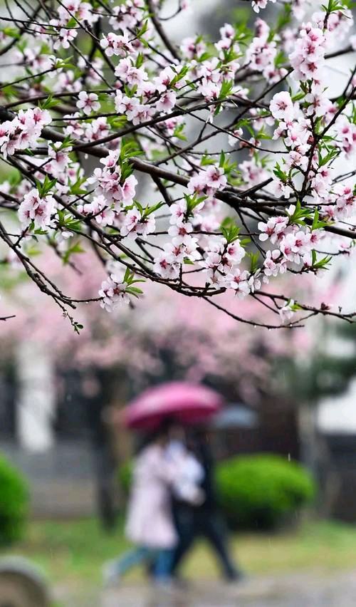 【新山东文学社】《春雨》作者/孤独与快乐 主播/星空（图5）