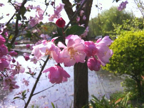 【新山东文学社】《春天的气息（外一首）》作者/大浪淘沙 主播/竹林听雨（图4）