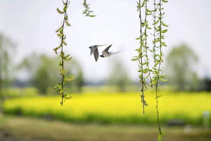 欣赏唐增虎老师点绛唇.春韵（图2）