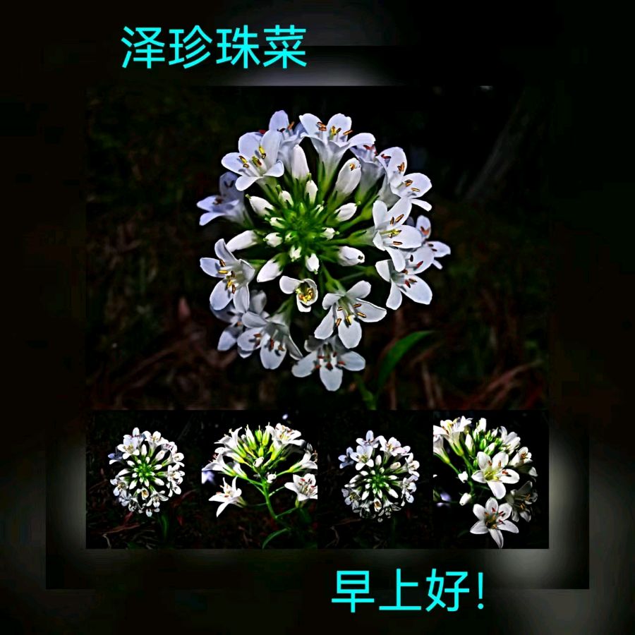 联机全球发布马洪武作品欣赏（图129）