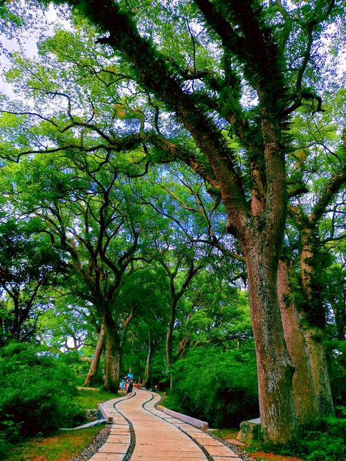 【新山东文学社】《七绝.三江湿地十咏》作者/朱守平 主播/含笑原野（图4）
