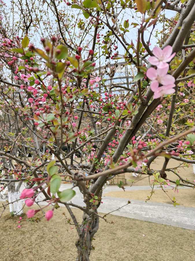 桃花水‖巴彦诗词楹联协会【667】（图2）