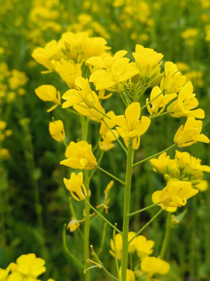 张广新的《天净沙 油菜花》
