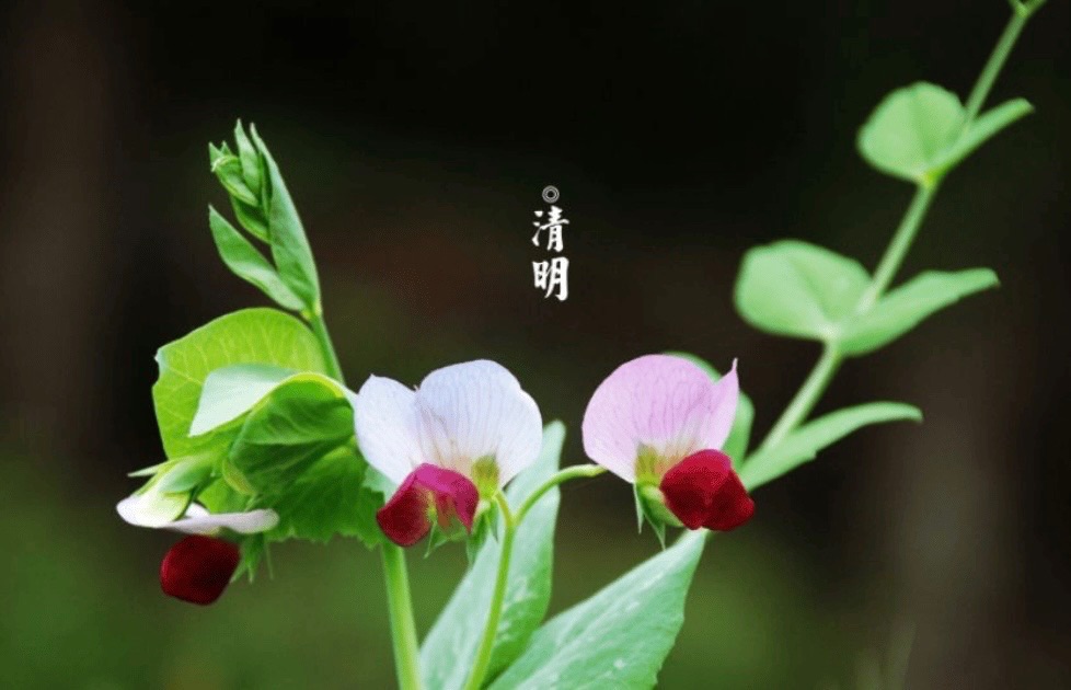 【新诗大观】清明时节话清明||文/柳秋华/曹振锋/冯国防/吴长春/原振兴/冯永强(图5)