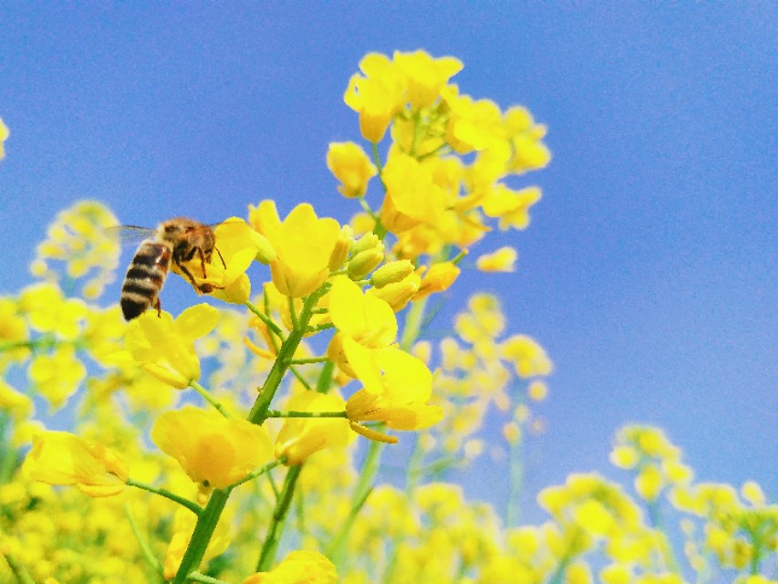 樱桃花赋/今日医学漫谈/世界难题——搔痒疾病（文/孙述考）……莲叶之珠文学社