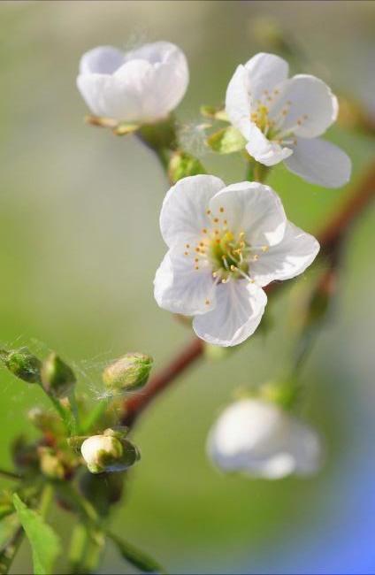 樱桃花赋/今日医学漫谈/世界难题——搔痒疾病（文/孙述考）……莲叶之珠文学社（图3）